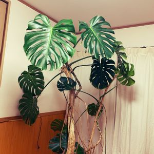 モンステラ,モンステラ デリシオーサ,バトルサカモト,観葉植物,流木の画像