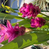 クルクマ,山野草,花壇,庭先,鉢植えの画像