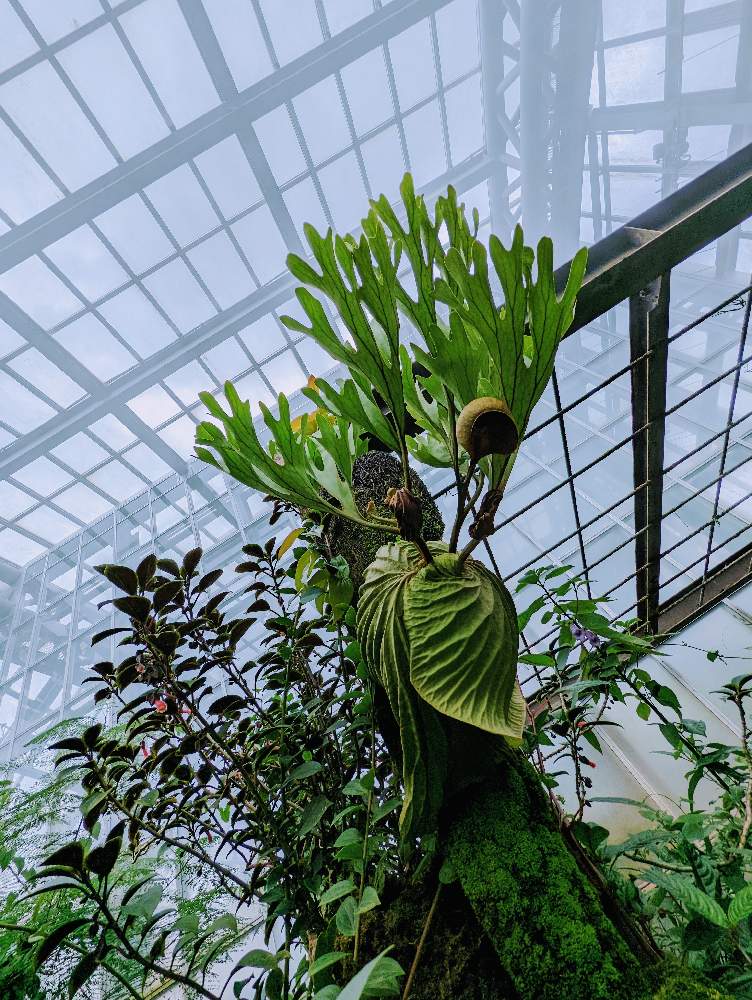 ビカクシダの投稿画像 By たーぼー さん お出かけ先と京都府立植物園とウラボシ科とお写んぽと京都府立植物園温室と京都府立植物園 とウラボシ科とお写んぽと京都府立植物園温室 22月11月9日 Greensnap グリーンスナップ Greensnap グリーンスナップ