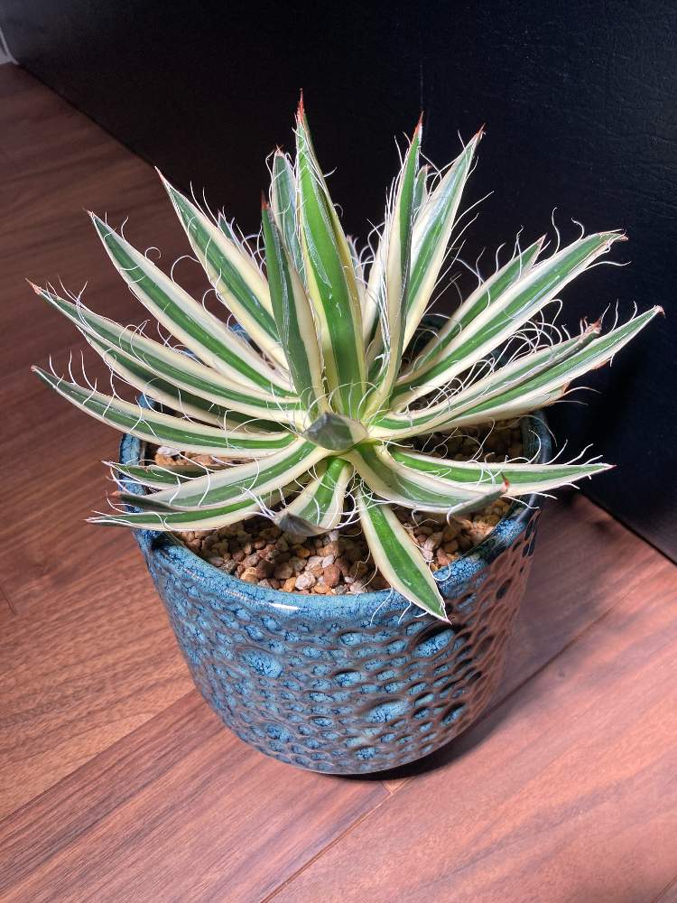 アガベ ロイヤルフラッシュ 【公式通販】