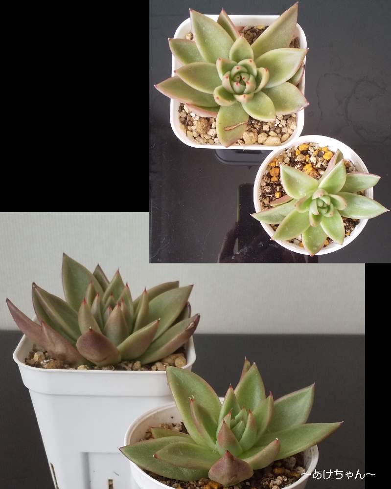 SALE／97%OFF】 多肉植物 エケベリア アガボイデス ミランダ 7.5cm