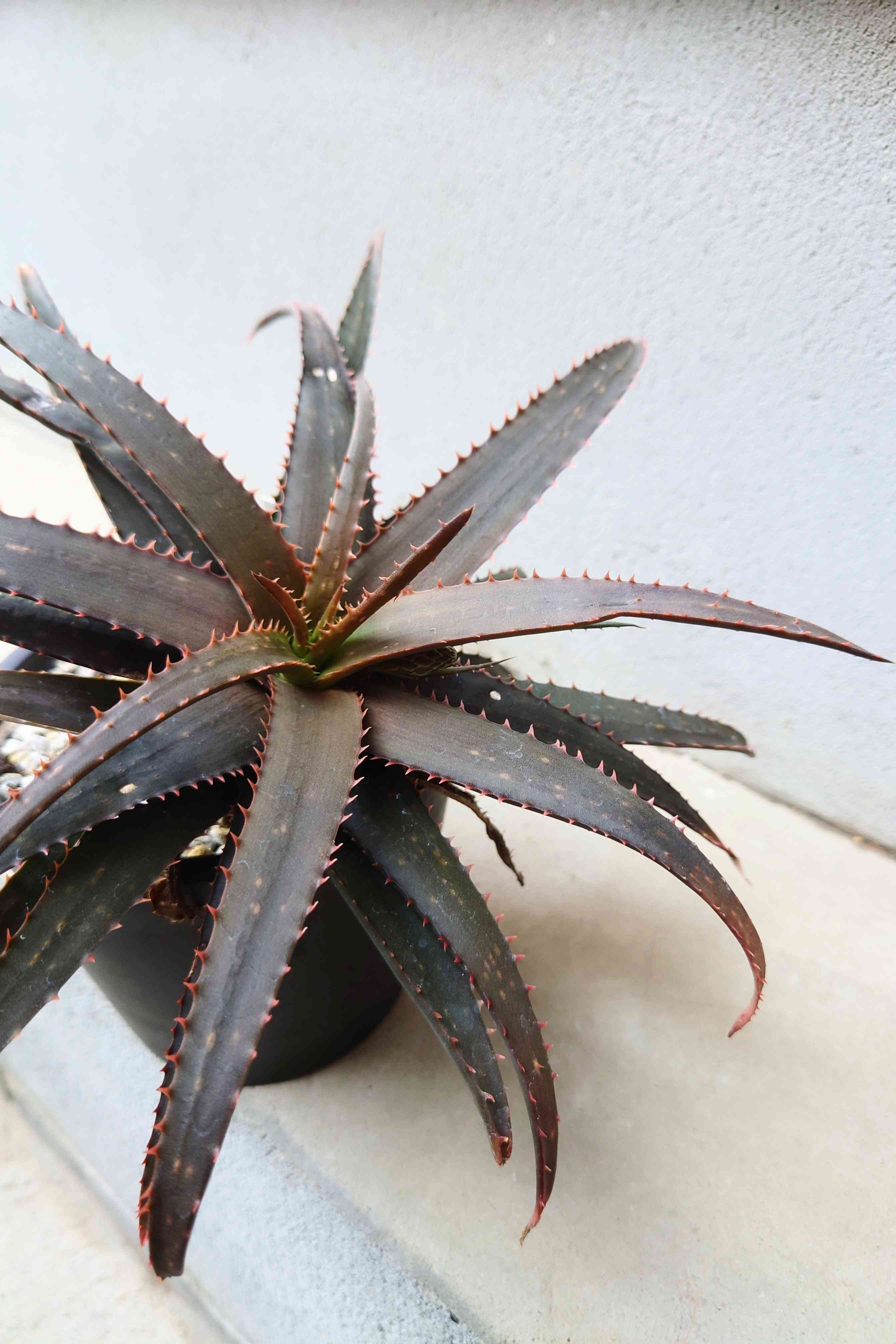 アロエ ・ ブラックエンペラー 深紅の良質株 Aloe.sp ”black emperor