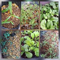 オダマキ,パイナップルリリー,ピンクパンサー,ももいろたんぽぽ,ニゲラ(グリーンのお花)の画像