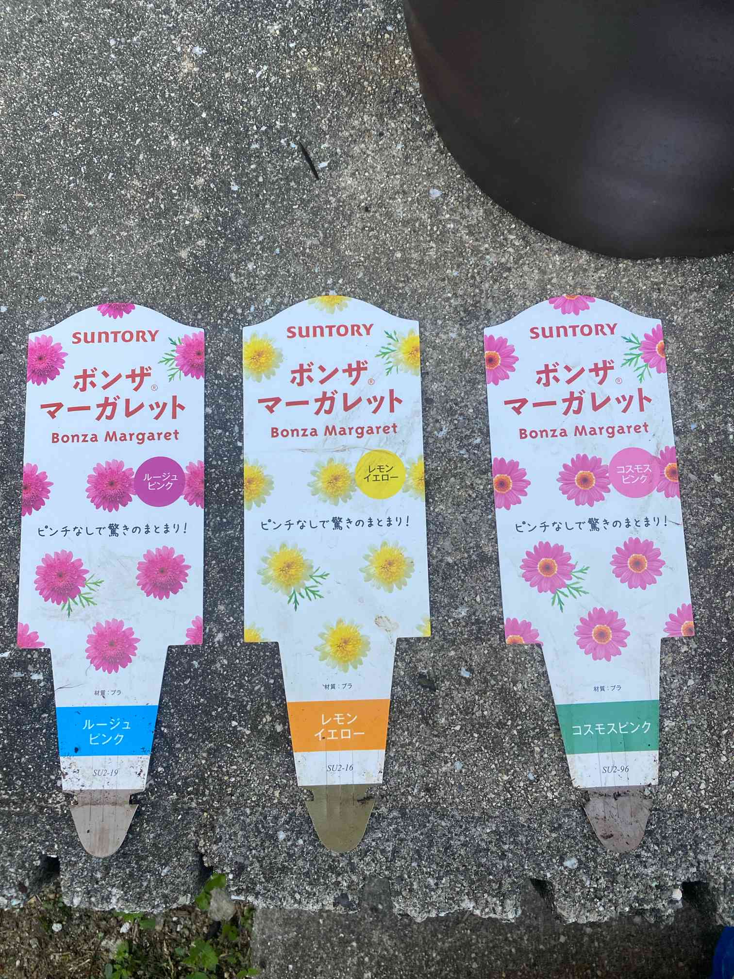 ★二度咲きの花 マーガレット・パージター　ハーレクイン　1984年発行★ マーガレット『ダブルレッド』 寄せ植え 花苗 Garden