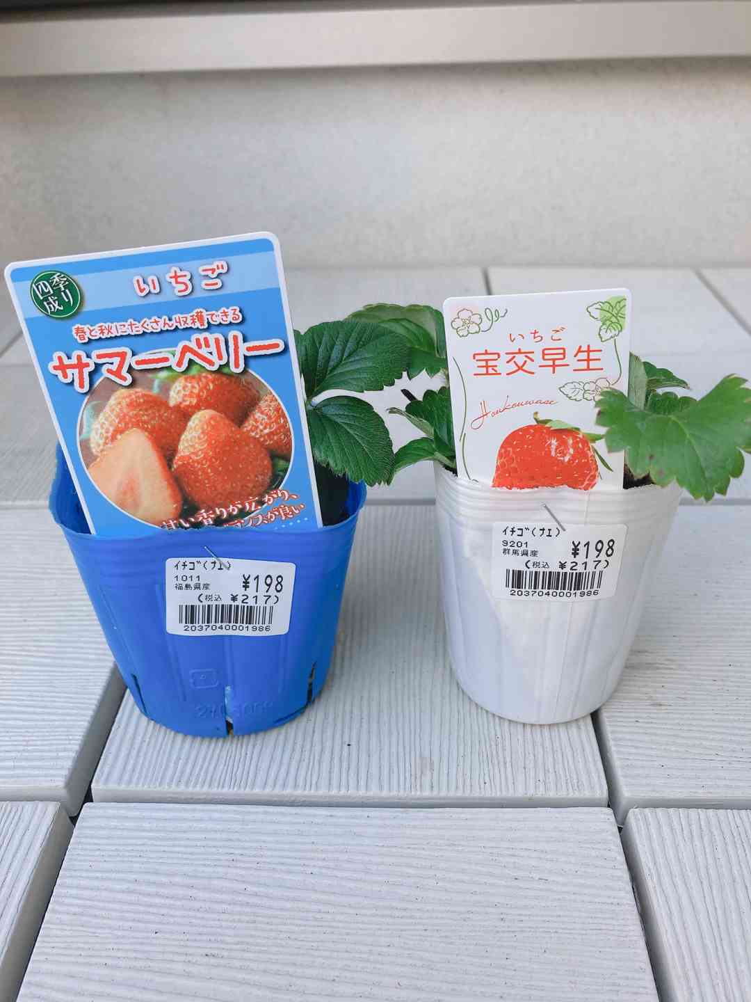 初めていちご栽培🍓｜🍀GreenSnap（グリーンスナップ）