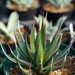 アガベ・ペローナの一覧｜🍀GreenSnap（グリーンスナップ）