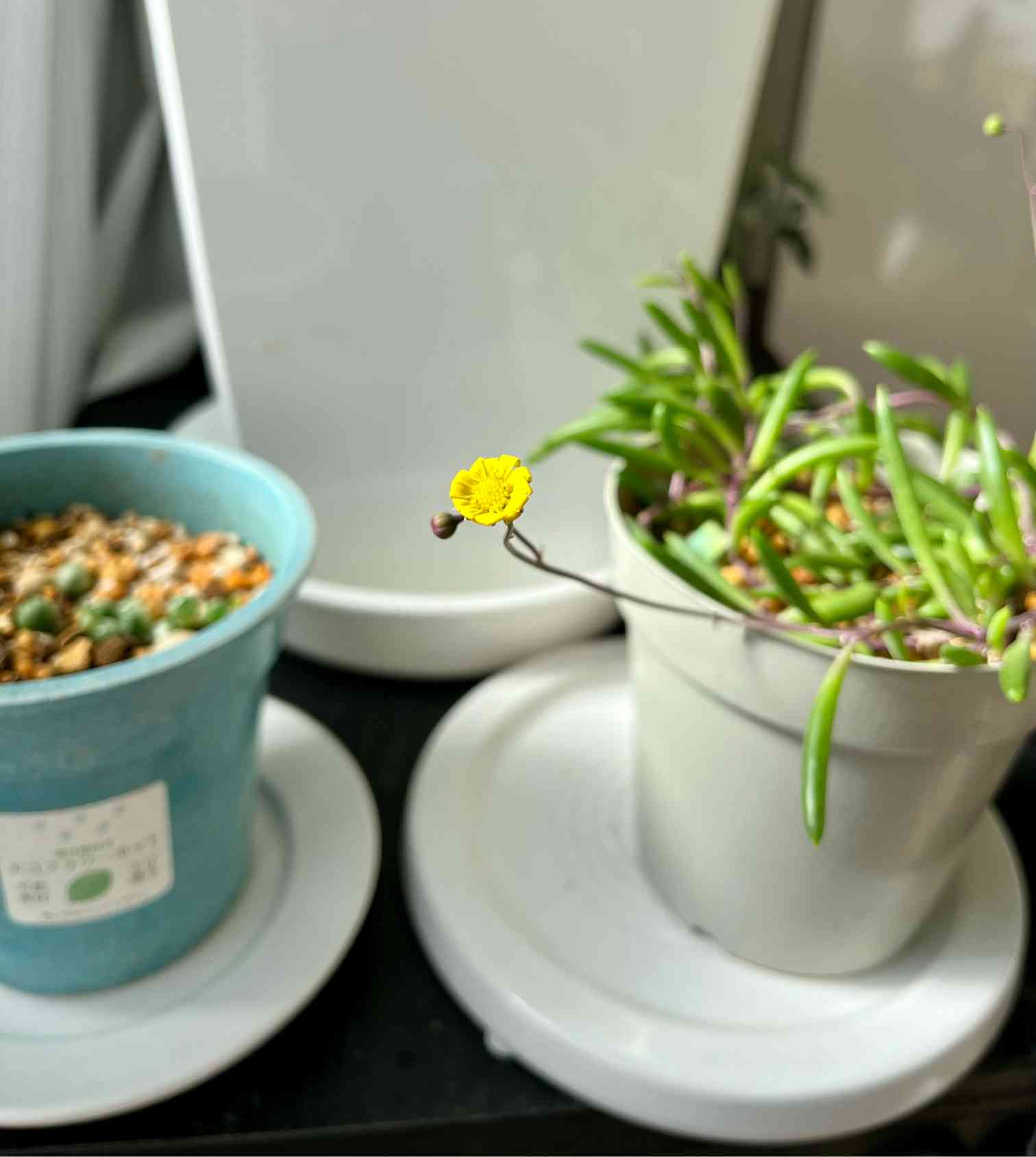 挿し木から育てるネックレス(斑入りグリネ、ドルフィンネックレス