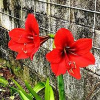 アマリリス,観葉植物,亜熱帯・熱帯植物,SDGs,沖縄の画像