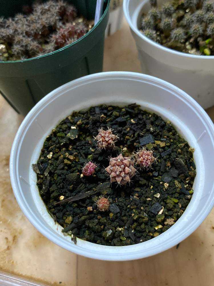 ギムノカリキウム 緋牡丹錦ミハノビッチ錦 と LB斑入りのMIX種 ギムノカリキウム 緋牡丹錦ミハノビッチ錦 と LB斑入りのMIX種