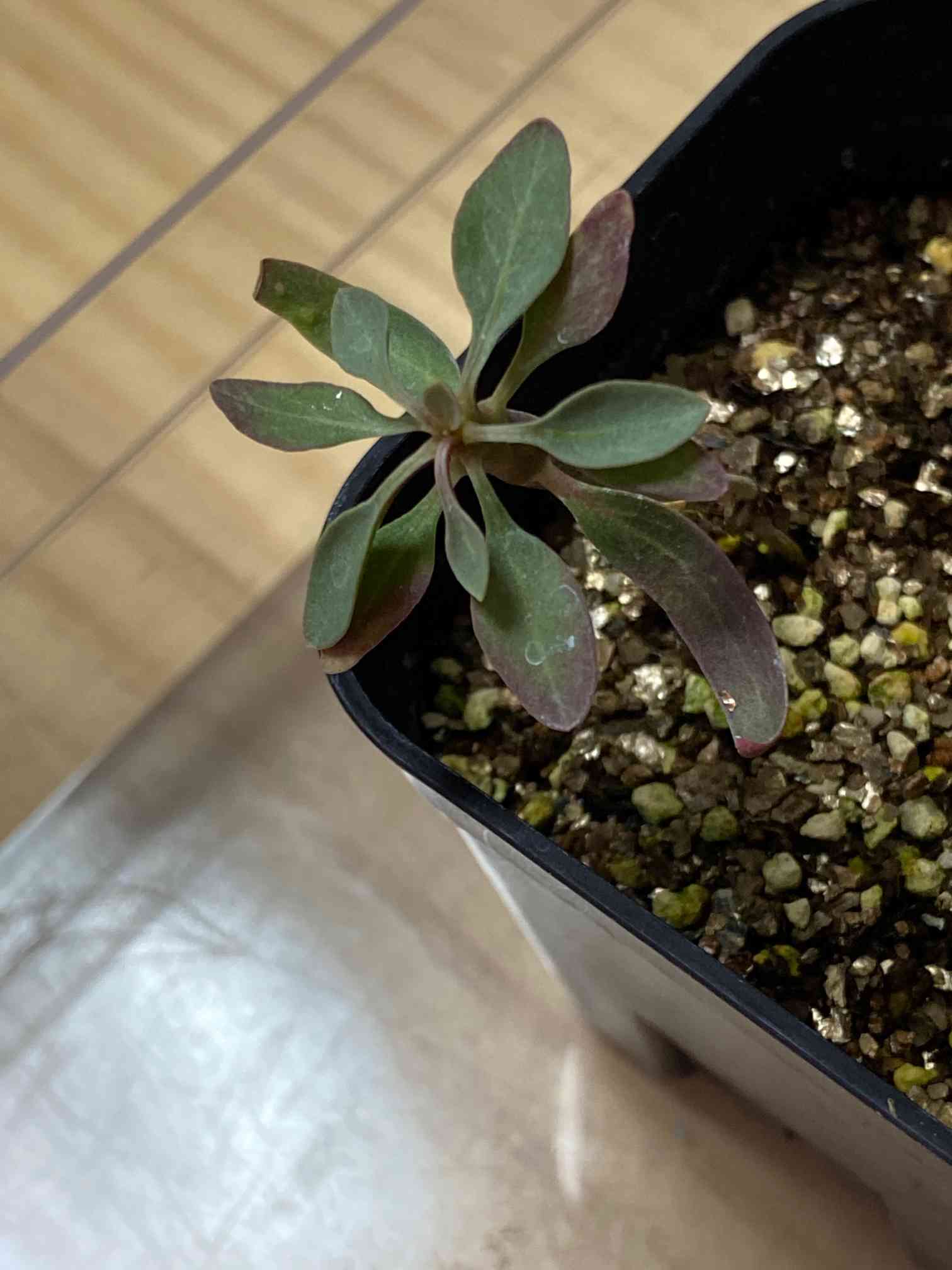 フォークイエリア コルムナリス実生｜🍀GreenSnap（グリーンスナップ）
