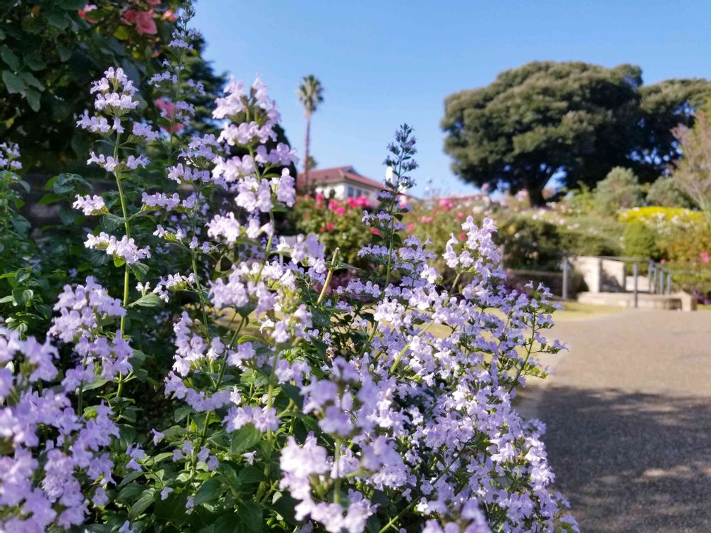 エリィさんの港の見える丘公園への投稿