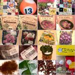 ベルフラワーの一覧 Greensnap グリーンスナップ