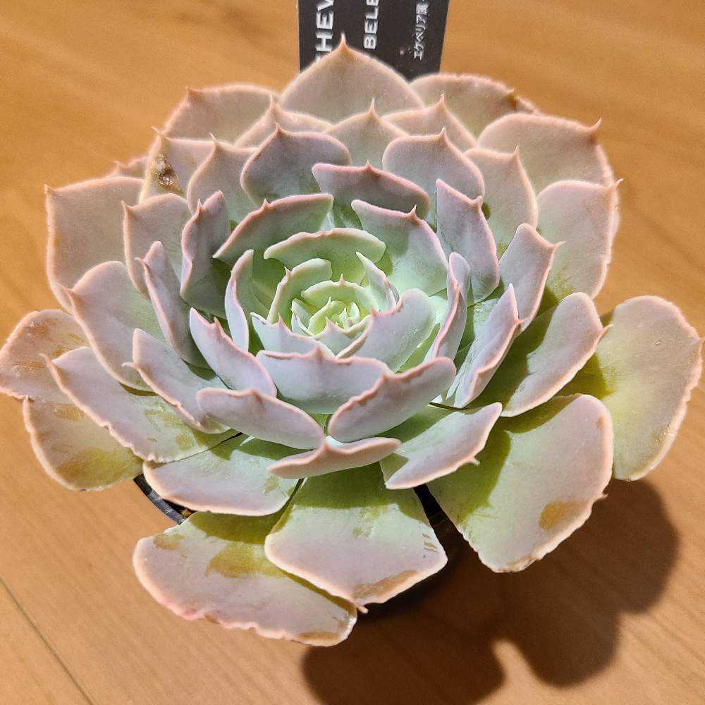 ベレンの成長記録💜💜｜🍀GreenSnap（グリーンスナップ）