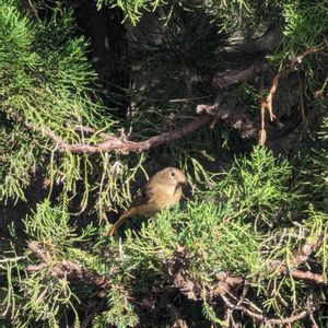 植栽,ジョウビタキ,小さな庭の画像