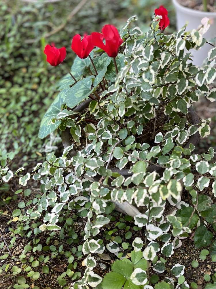 ガーデンシクラメンの投稿画像 By ヒヨヒヨさん フィカス プミラとワイルドストロベリーとワイヤープランツと深紅と庭の片隅と庭の花とラブグリーン と花 のある暮らしとグリーンと小さな庭と深紅と庭の片隅と庭の花とラブグリーン と花のある暮らしとグリーン 22月