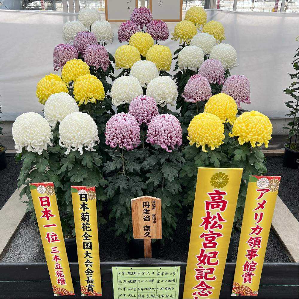 【定本　菊花大観/全日本菊花連盟】株式会社：主婦の友社 菊花-kikuka- – CampoGift