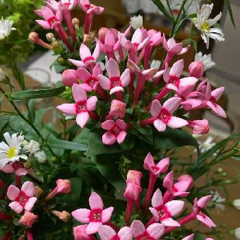 11月3日のお花はブバルディア Greensnap グリーンスナップ