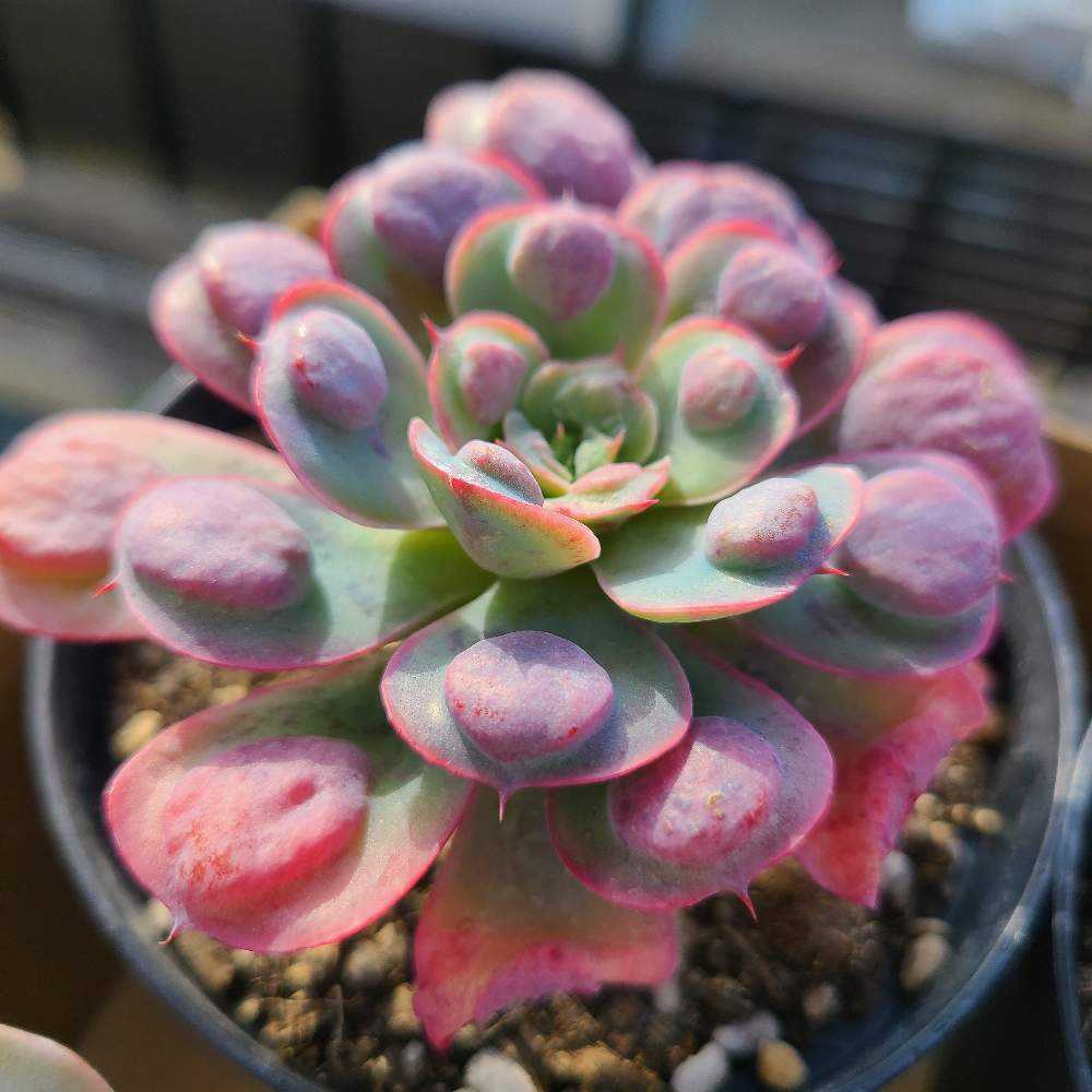 レインドロップスの成長記録‪💧‬‪💕｜🍀GreenSnap（グリーンスナップ）‬