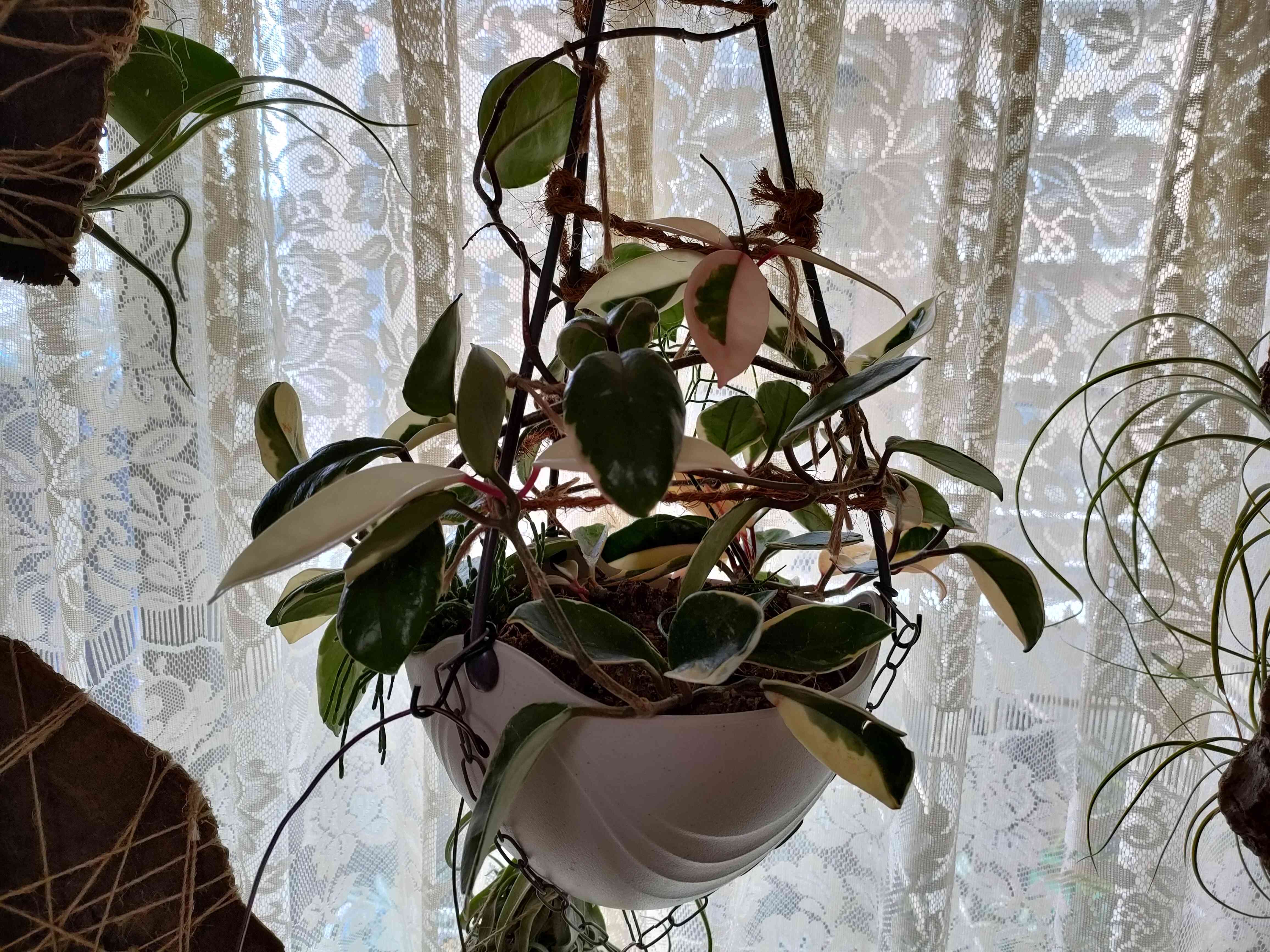 ホヤ カルノーサの花｜🍀GreenSnap（グリーンスナップ）