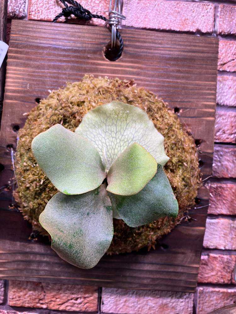 ビカクシダ P.Gold Pearl OC 謎多きビカク、P.Gold Pearlの成長記録｜🍀GreenSnap（グリーン