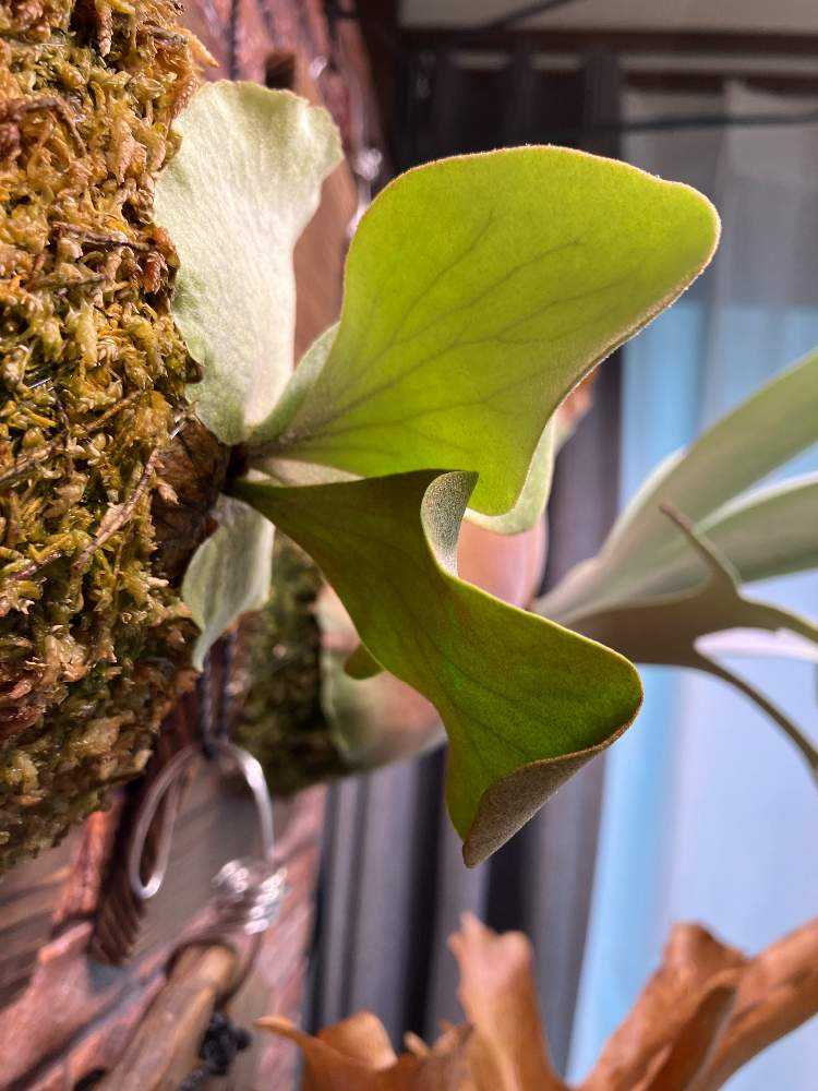 ビカクシダ P.Gold Pearl OC 謎多きビカク、P.Gold Pearlの成長記録｜🍀GreenSnap（グリーン