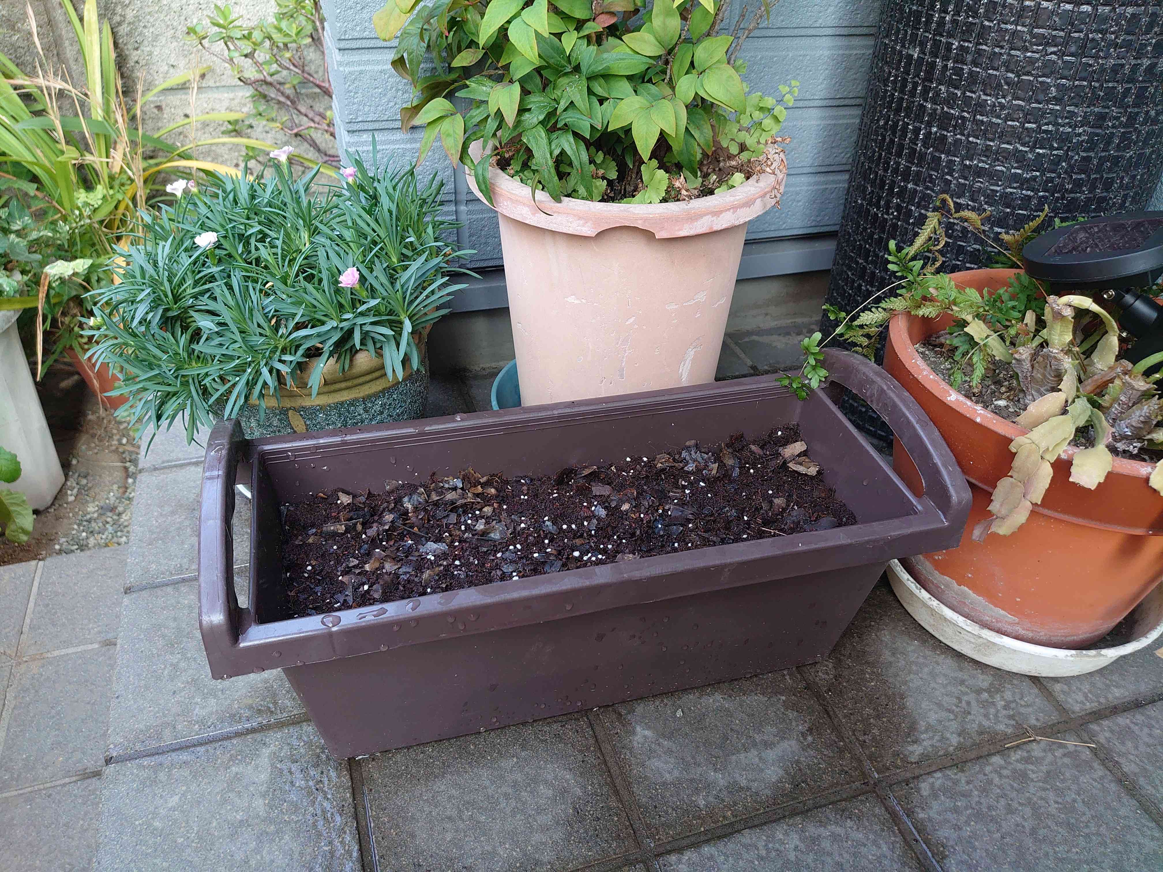 🌱ネモフィラのプランター💙｜🍀GreenSnap（グリーンスナップ）