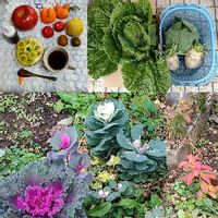 白菜,キャベツ,葉牡丹,オカトラノオ,カブの画像