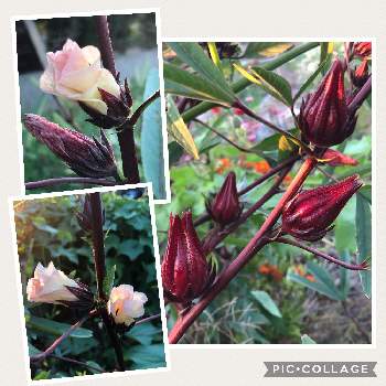 手作りハイビスカスティー Greensnap グリーンスナップ