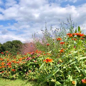 公園,散歩,癒し,美しい,秋の花の画像