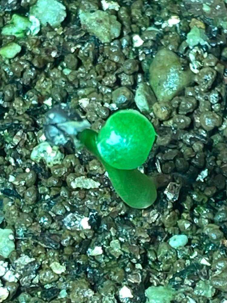 ユーフォルビアオベサ実生記録｜🍀GreenSnap（グリーンスナップ）