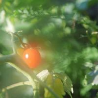 トマト,ミニトマト,あっ火曜日,LUMIX gf7,家庭菜園の画像