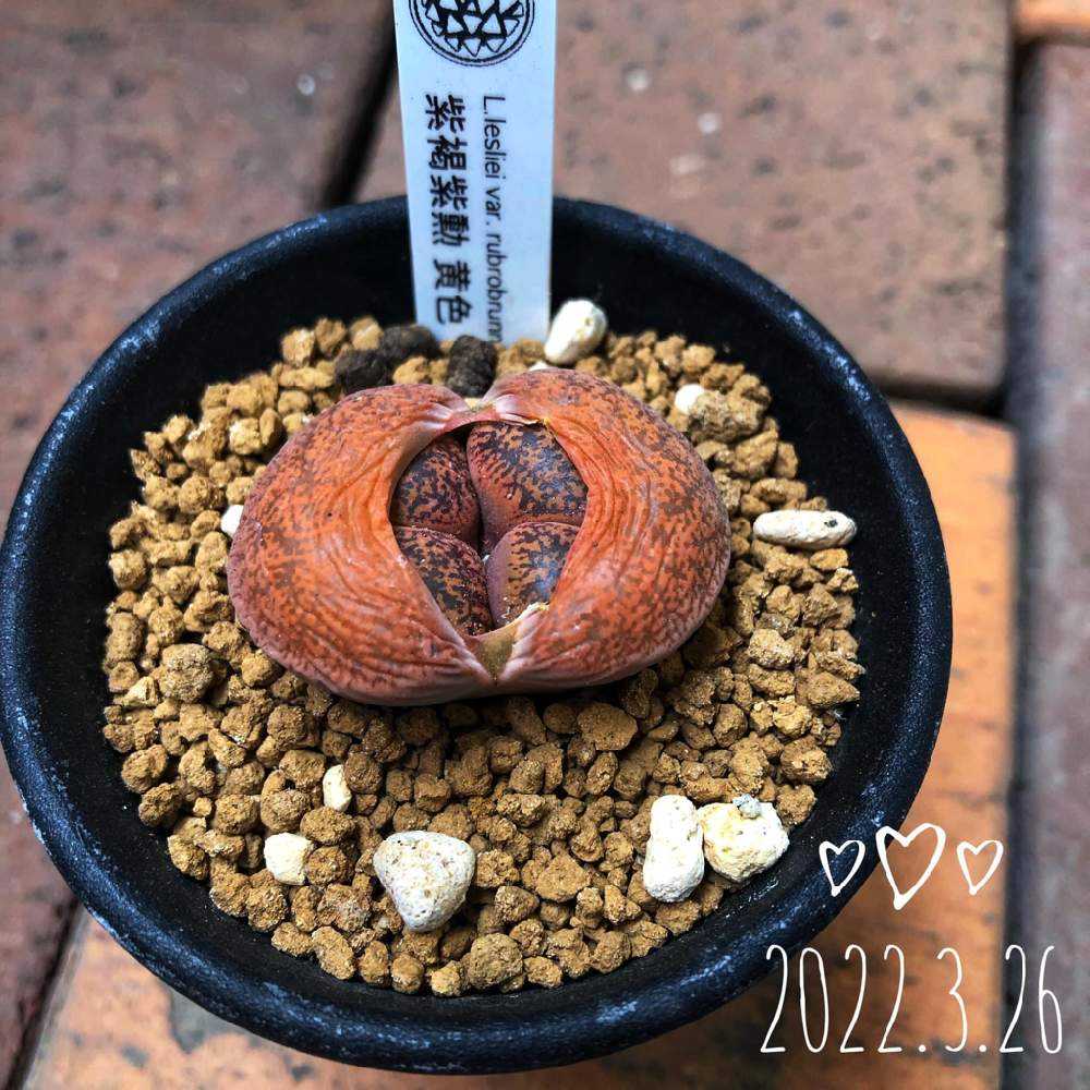 リトープス🌱成長記録｜🍀GreenSnap（グリーンスナップ）