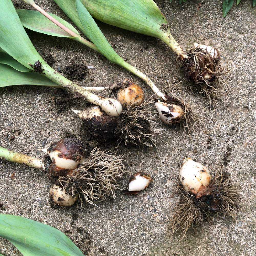 秋植え球根set (A)コンパクトBOX予定 秋植え球根 お楽しみセット｜種