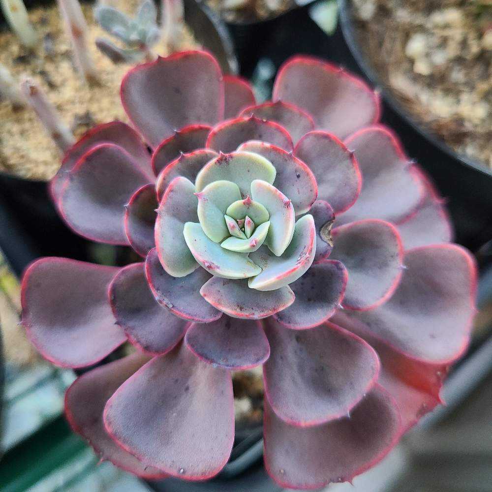 ペルシアの成長記録💜🌹｜🍀GreenSnap（グリーンスナップ）