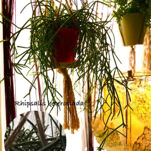 リプサリス・ヘテロクラダ,多肉植物,観葉植物,可愛い,癒しの画像