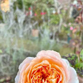バラ  クラウン プリンセス マルガリータ,ロシアンセージ,小さな庭の画像