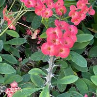 ハナキリン,温室,新宿御苑,今日のお花,トウダイグサ科の画像