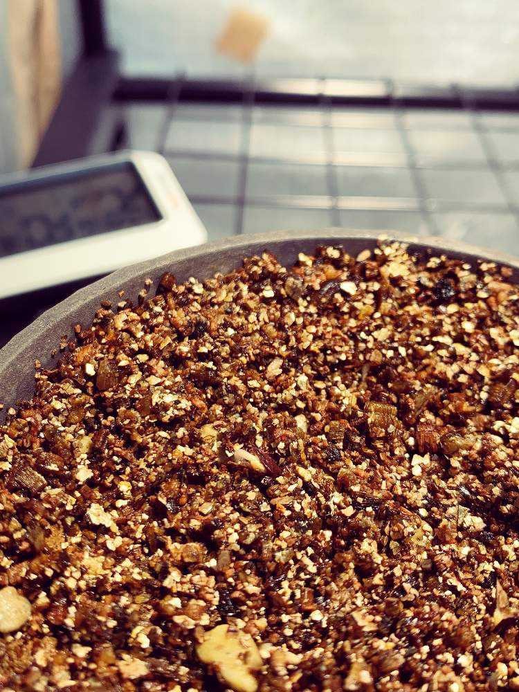 ボスウェリアサクラ 【実生】2年目 その他多肉植物 