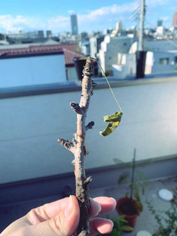 ボスウェリアサクラ BoswelliaSacra｜🍀GreenSnap（グリーン