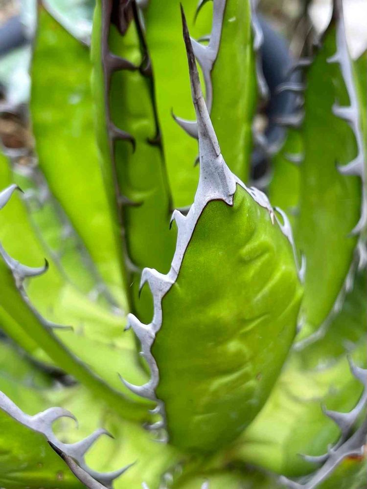 アガベ ホリダ 黄中斑 胴切り 地 子株最低8個確認済み 手厚く 