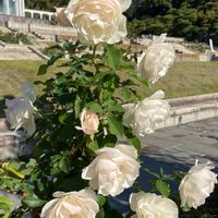 エーデルワイス,姿美し,ばら バラ 薔薇,可愛いお花,白い水曜日♡の画像