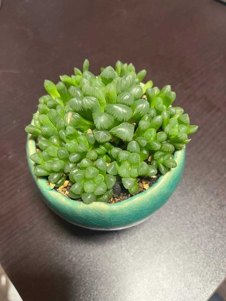 2018年〜オブツーサ・トゥルンカータの記録｜🍀GreenSnap（グリーン