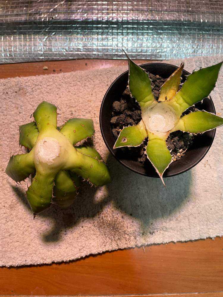 アガベ ホリダ 胴切りしてみました。|🍀GreenSnap(グリーン アガベ ホリダ 胴切りしてみました。|🍀GreenSnap(グリーン