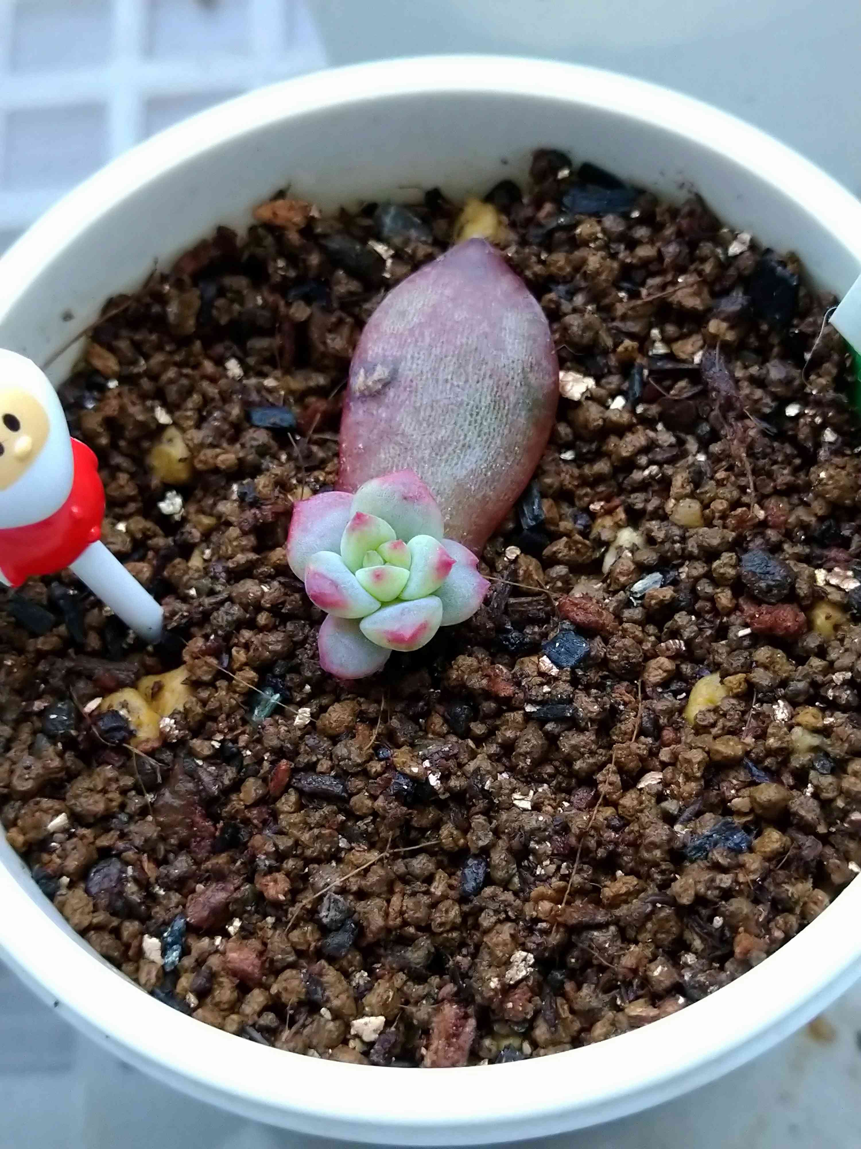 サボテン相談室 紫ラコロ｜🍀GreenSnap（グリーンスナップ）