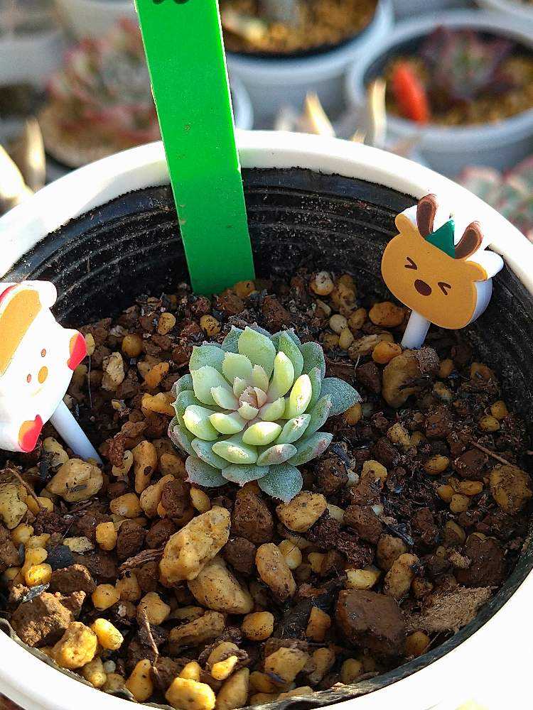 ちょこん　札付き　ミックスベリア　多肉植物 札付き ミックスベリア ちょこん 多肉植物