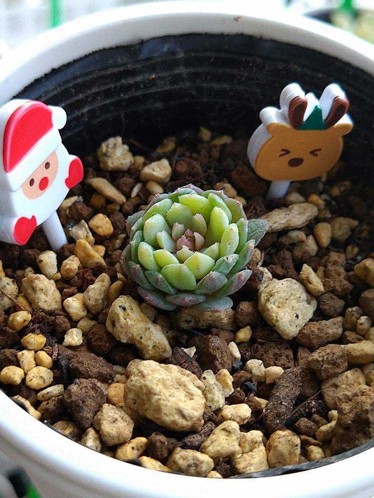 ミックスベリア ちょこん｜🍀GreenSnap（グリーンスナップ）