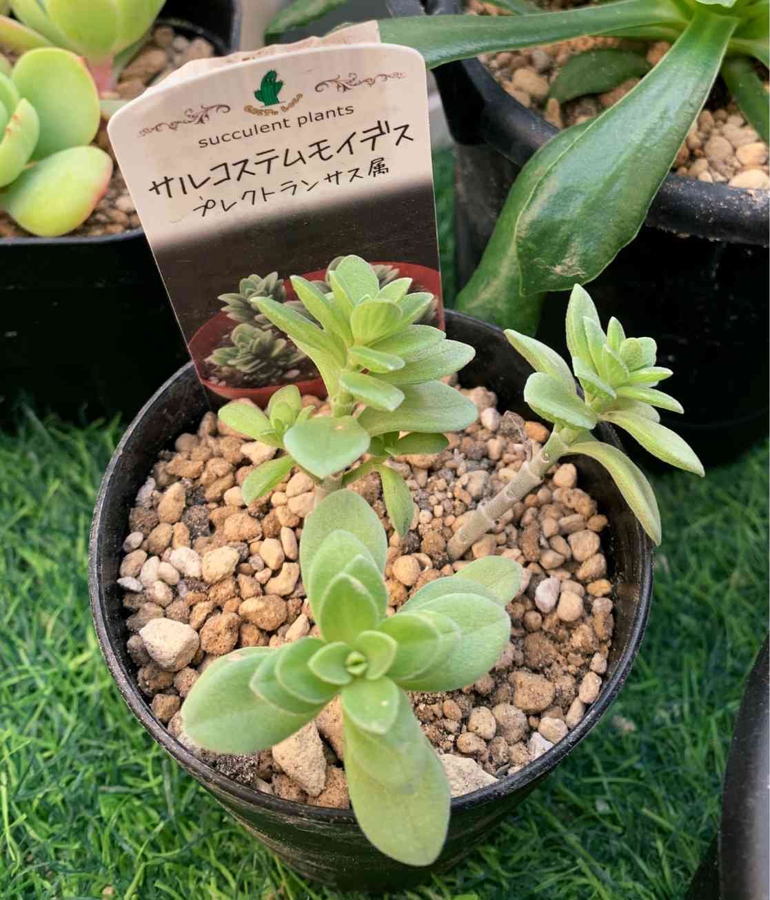 サルコステムモイデスの一覧｜🍀GreenSnap（グリーンスナップ）