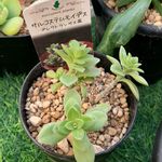 サルコステムモイデスの一覧｜?GreenSnap（グリーンスナップ）