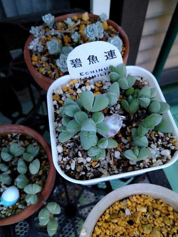 大人気❀ 多肉植物 韓国苗 ピンクエルフ 極美苗◡̈* - その他多肉植物