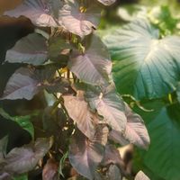 シンゴニウム,観葉植物,100均,鉢植え,ダイソーの画像